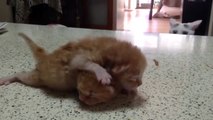 Mother cat hilariously entertains her kittens