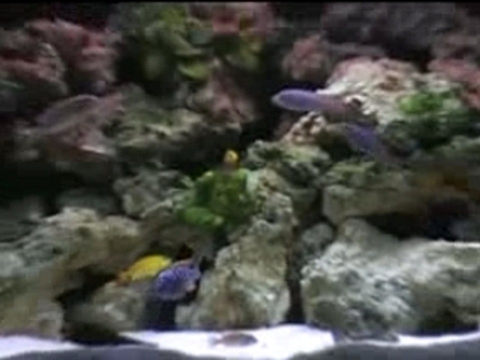 Bac malawi  2ème partie