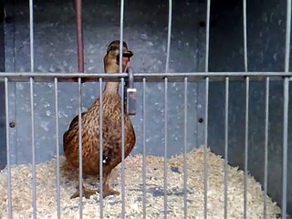 Laughing duck