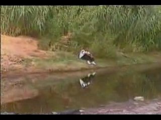 cheb najib tinghir wahdani