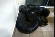 Guy Tries To Pet A HUGE Anaconda In His Kitchen