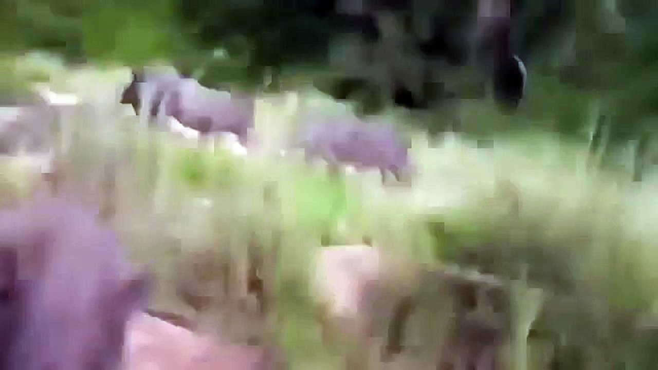 WILD ANIMALS ATTACK HUMAN | PART 9 |