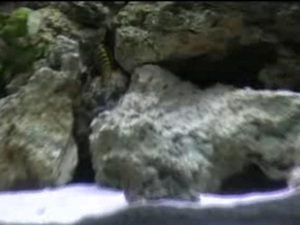 Bac malawi  3ème partie