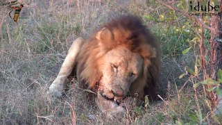 Majingilane Male Lion Eats Scraps Of A Buffalo Calf