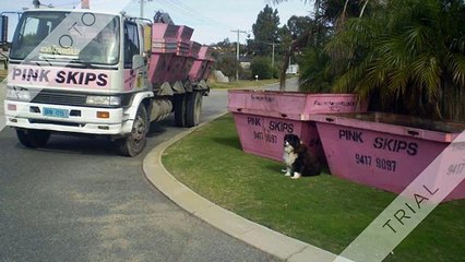 Pink Skips Perth