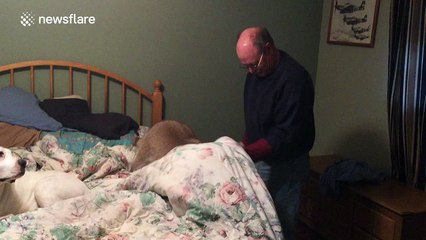 Pet raccoon jumps on owner's back