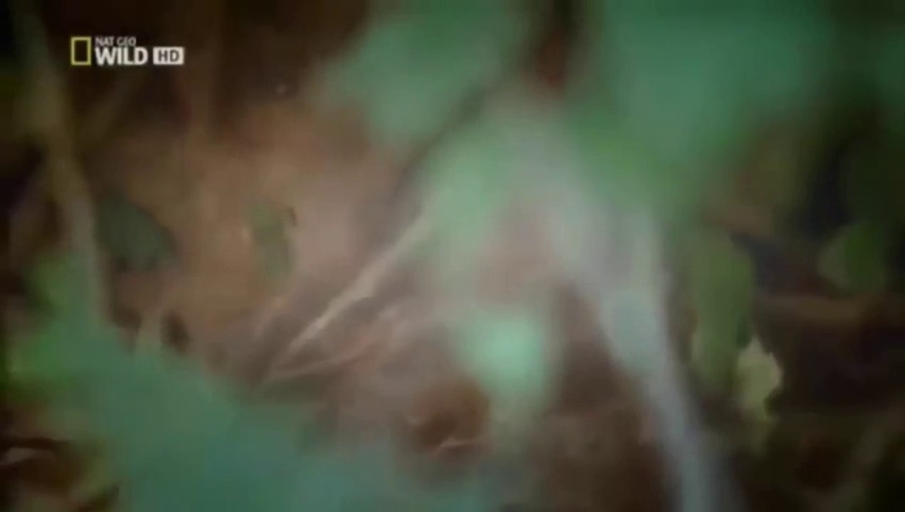 Giant Anaconda vs Lion vs Tiger Great Python vs Lion Real Fight