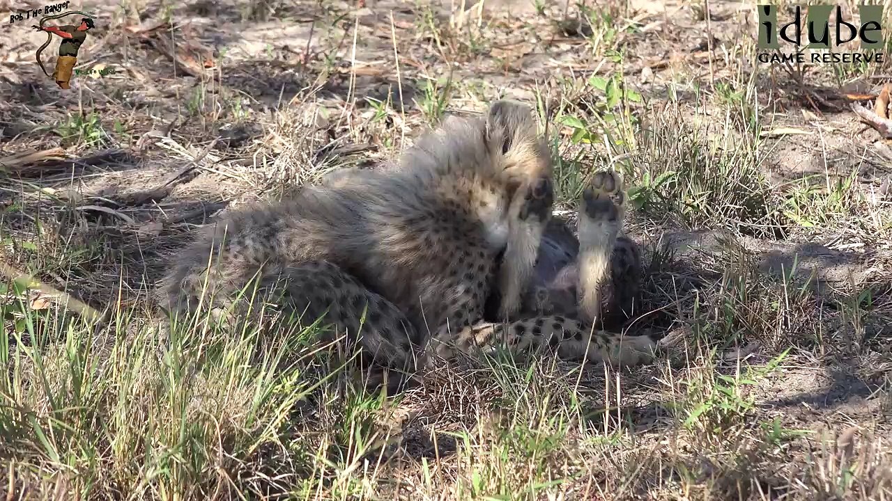 Cheetah And Cubs Part 10: Relaxing Before A Hunt
