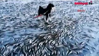 Balıklar denizde Böyle dondu