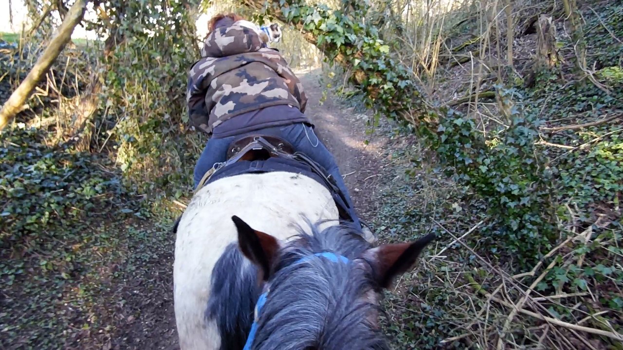 crepnaours un chat qui fait du cheval