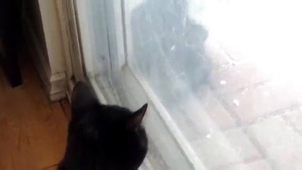 Two male cats fighting over a female