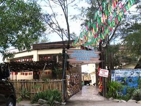 La ruée périlleuse vers la mer des tortues des Philippines