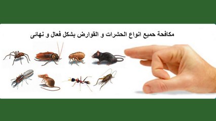 شركة رش مبيدات بصفوى - ركن الابداع