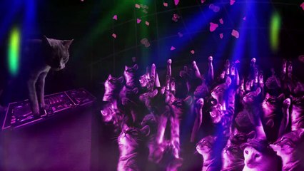 Meow Mix Song | EDM Cat Remix by Ashworth