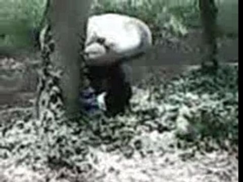 Yan qui fait caca ds la foret lol