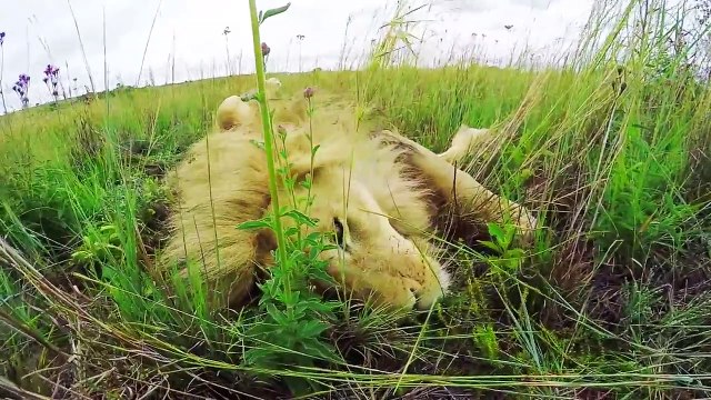 Un homme fait de gros câlins avec des lions en pleine savane