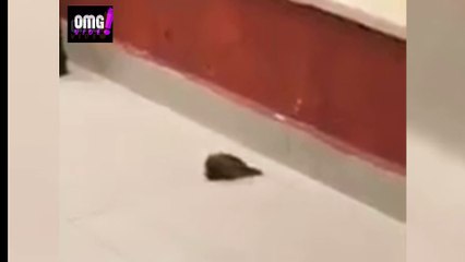 Αυτό το πουλί βοηθάει το φίλο του να γινει καλά - OMG VIDEO