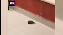 Αυτό το πουλί βοηθάει το φίλο του να γινει καλά - OMG VIDEO