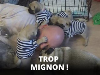 Cette flopée de chiots a tant d'amour a lui donner !