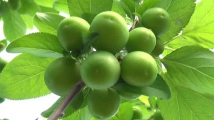 Bir Kilogram Erik 300 Liradan Satıldı