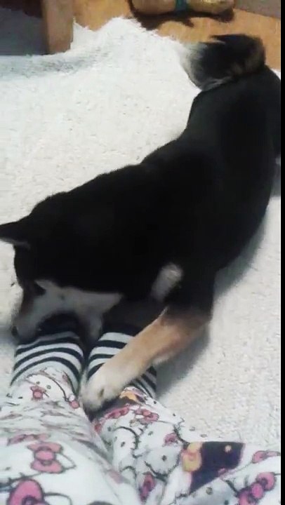 Lego and his penchant for socks