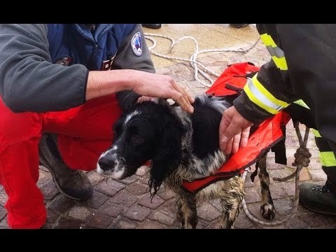 Roma - Cane finisce nel Tevere, salvato dai Vigili del Fuoco (27.02.16)