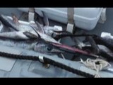 Pesca di frodo nel Golfo di Taranto, denunce e sequestri (25.02.16)