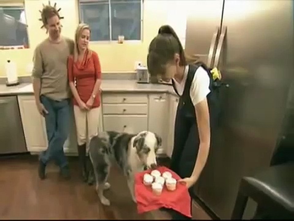 Dramatic Cupcake Dog - Revelation