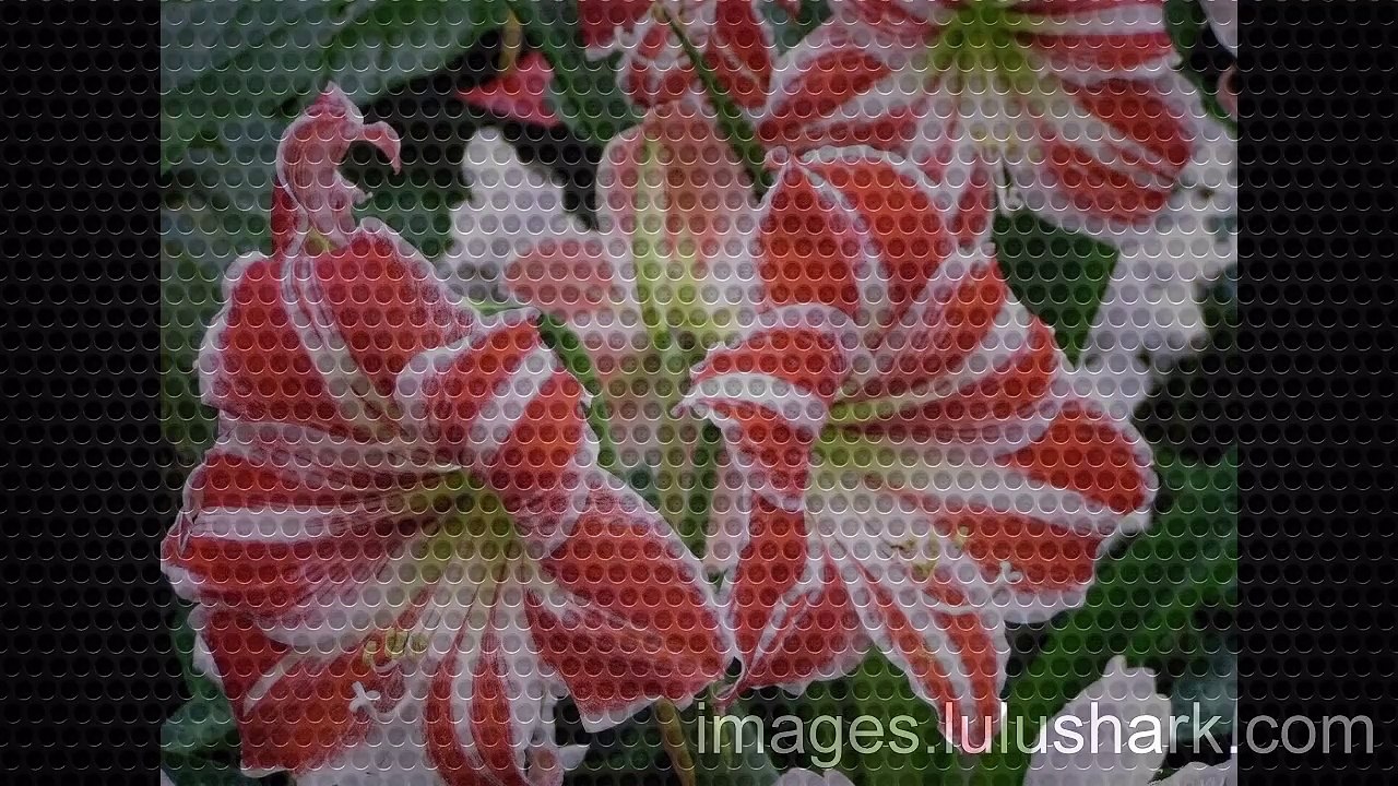 Flower Images