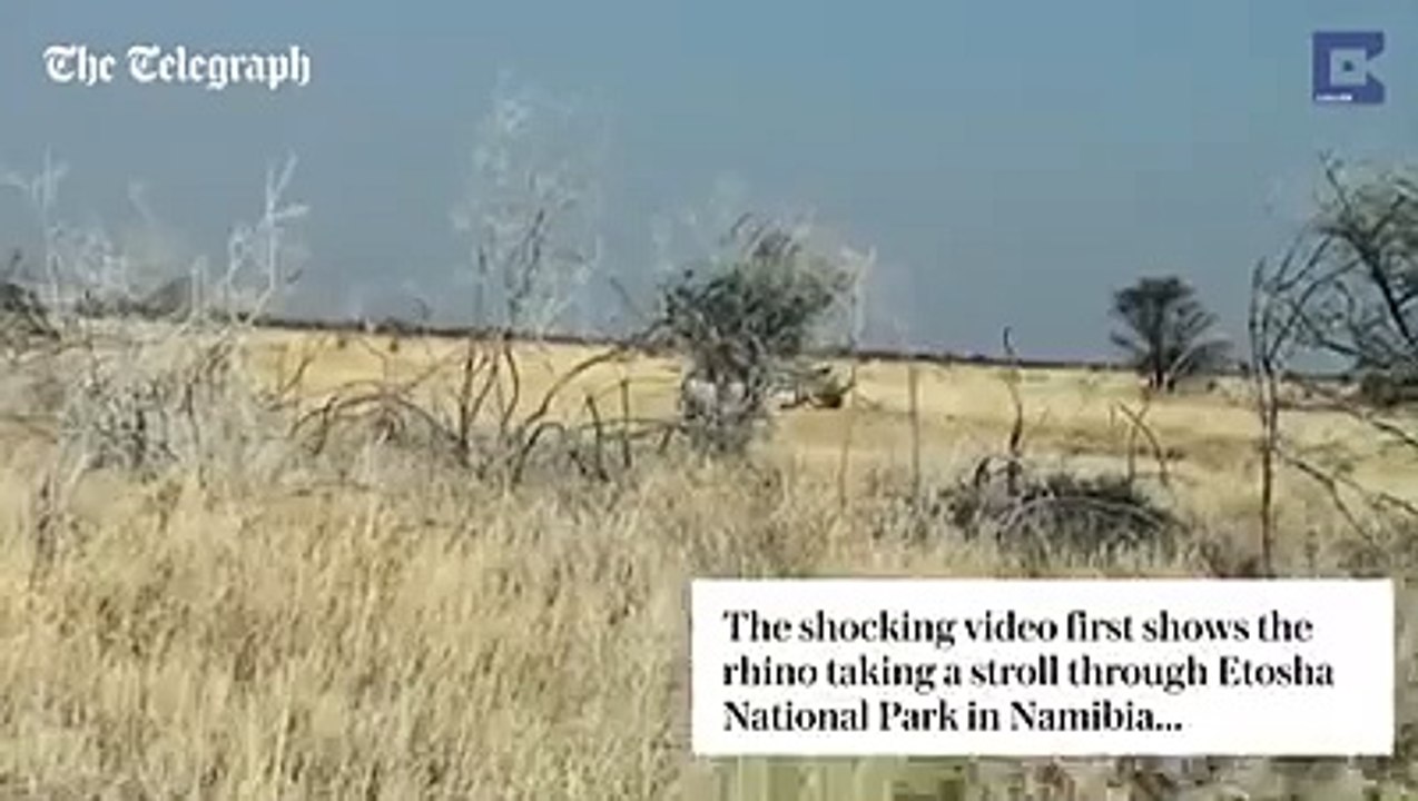 Rhino VS Toyota Hilux