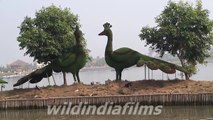 Very Beautiful Peacock Pair in Eco Park New Town Kolkata , West Bengal