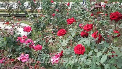 New Town Eco Park Rose Garden (red, white ,yellow Rose)  During Winter