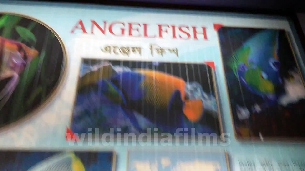 Angel Fish