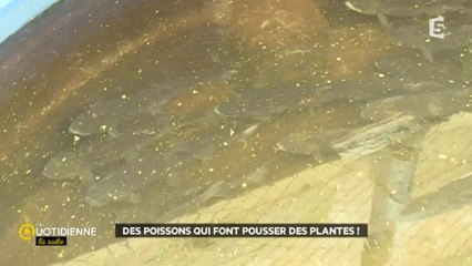 Des poissons qui font pousser des plantes !