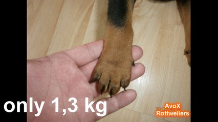 ROTTWEILER GROWING FROM 40 days to 3 years.