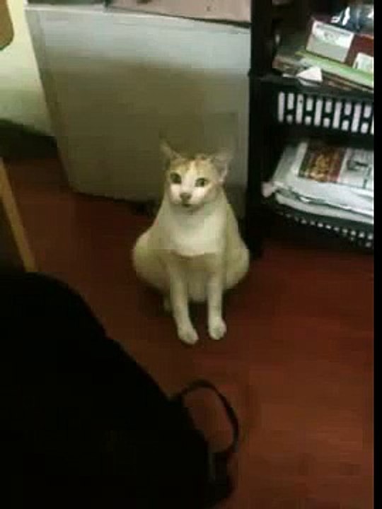 our office cat