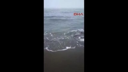 Ordu Vatandaşlar Kıyıya Vuran 'Yunus'u Kurtardı