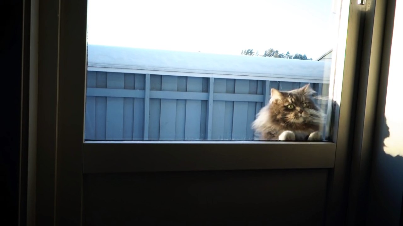 Ce chat adore la neige et invite ses maîtres à le rejoindre! Trop mignon