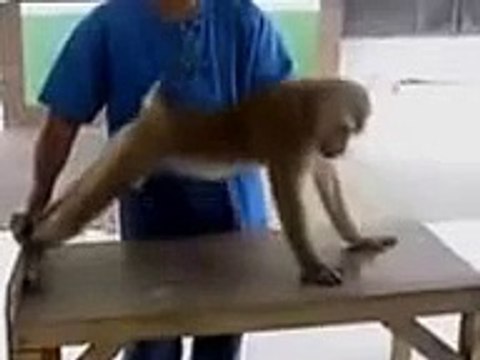 Funny monkey doing pushups