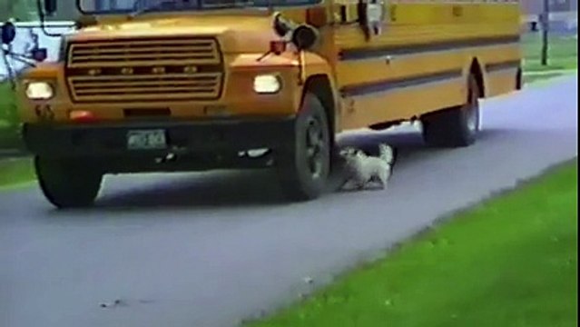 Ce face acest câine atunci când stăpânul său se întoarce de la școală este absolut incredibil!