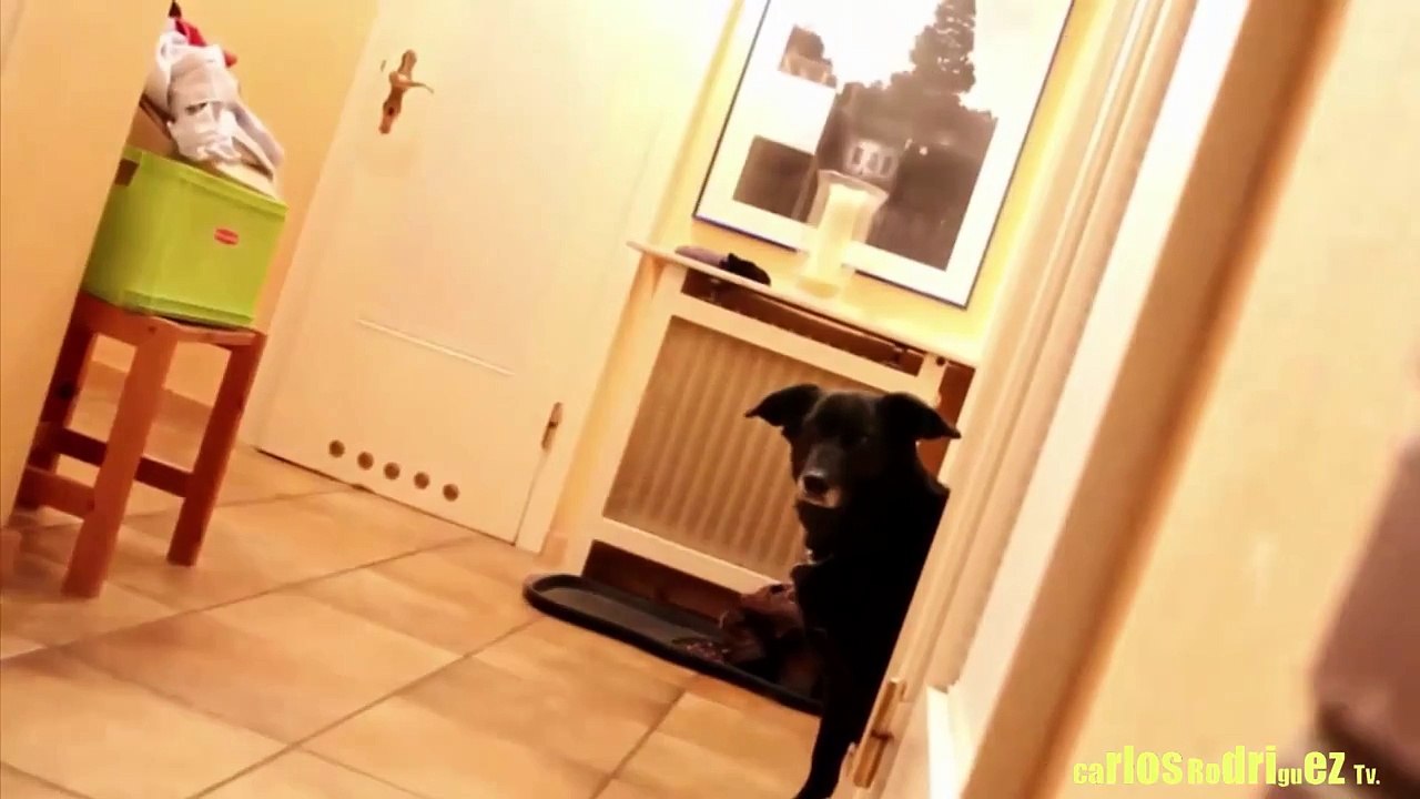 Ninja Dog