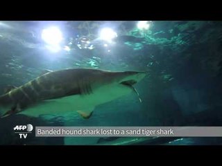 Shark swallows shark in Seoul aquarium