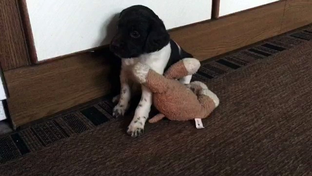 KlM Welpen, so erlegt man eine Kuh! 29.02.2016