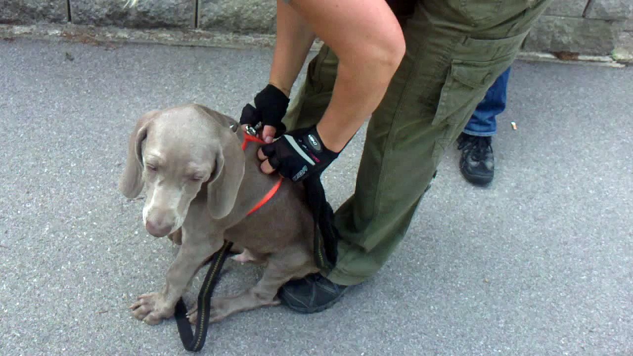 Mantrailing Training; 23. Juli 2011; Karina & Holmes; Korneuburg; Part IV