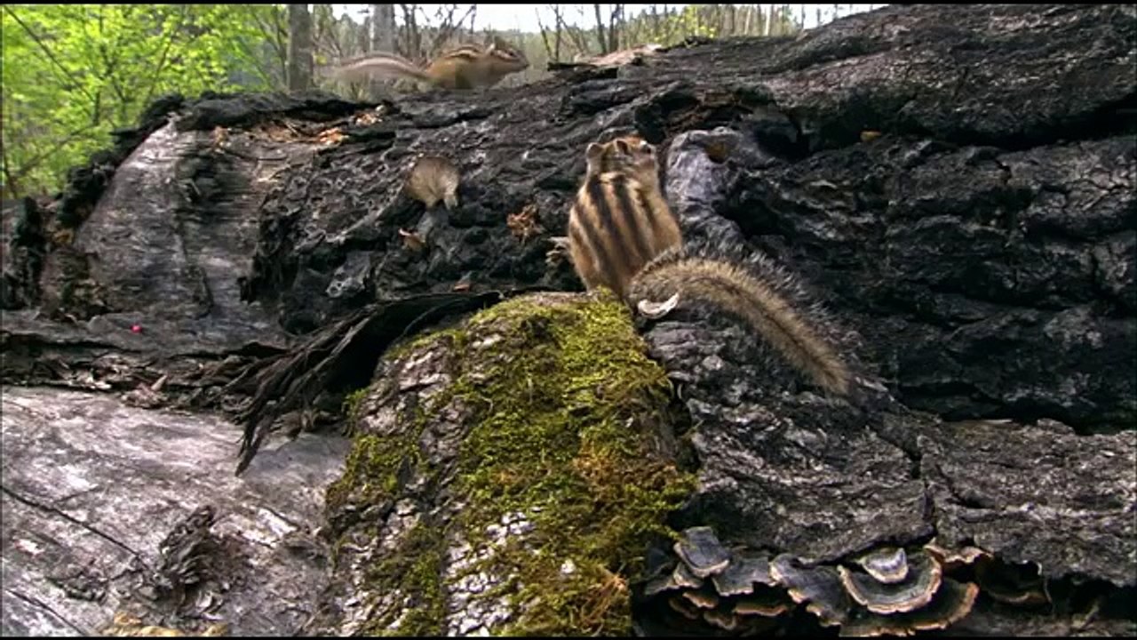 Дикая природа России  Приморье