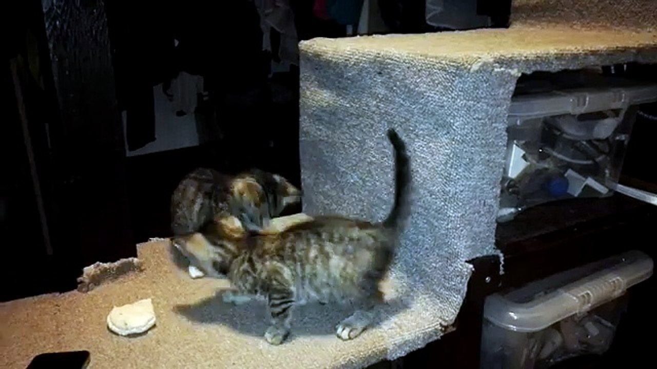 8 weeks old Cat playing