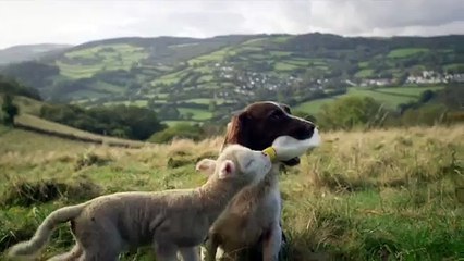 An amazing dog feeds an orphan lamb