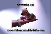 Gorgeous Mini Teacup Chihuahua 11 oz 3 Month Chihuahua de Bolsillo 300 gr
