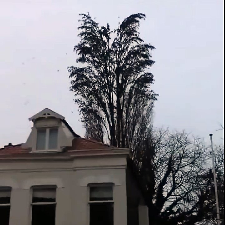Bird Landscape