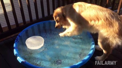 Dogs, doing what they do best